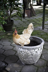 Image showing  Chicken on a vase