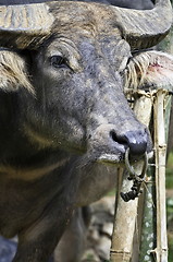 Image showing Buffalo face