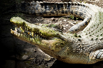 Image showing Crocodile mouth