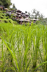 Image showing Green rice plantation detail