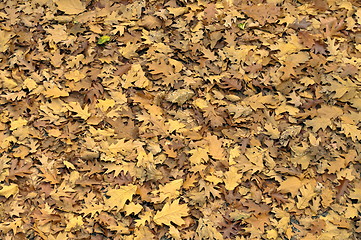 Image showing Autumnal background