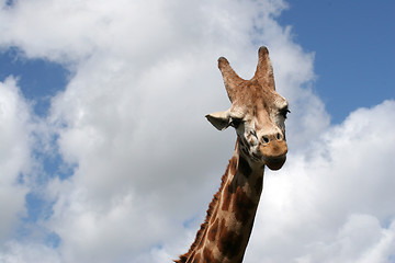 Image showing A haughty giraffe looks down