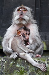 Image showing Macaque boss with child