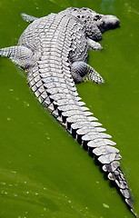 Image showing Crocodile in a green puddle