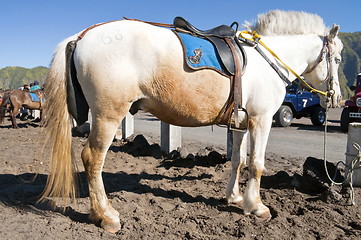 Image showing White and Orange Horse 