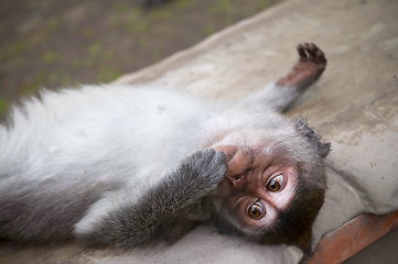 Image showing  Macaque Baby is relaxing