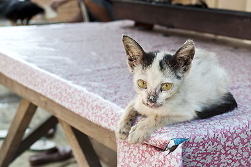 Image showing Little sick cat on a table