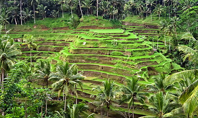 Image showing Rice plantation terrace