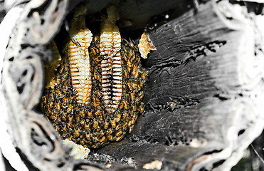 Image showing Beehive
