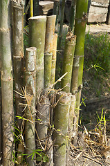 Image showing Cutted Bamboo