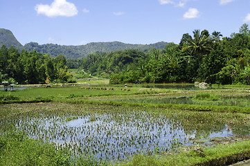 Image showing Flooded rice terrace