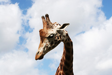 Image showing A curious giraffe stares down