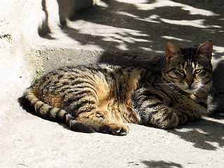 Image showing Reclining cat