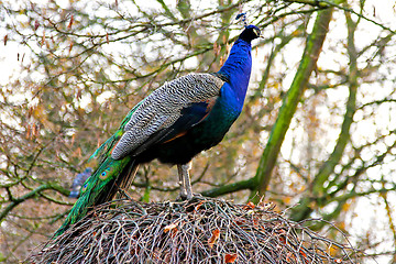 Image showing Peacock profile