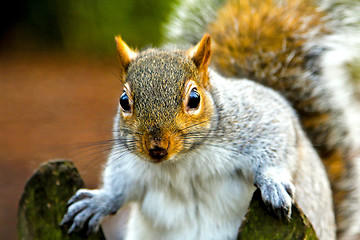 Image showing Squirrel