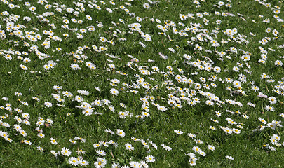 Image showing A field of daisies