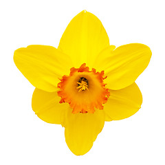 Image showing Daffodil