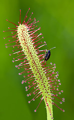 Image showing Sundew