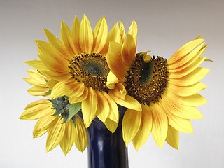 Image showing sunflowers