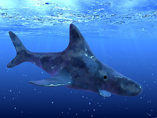 Image showing Shark