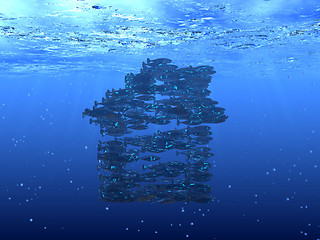 Image showing Shoal of fish