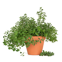 Image showing Oregano Herb Plant