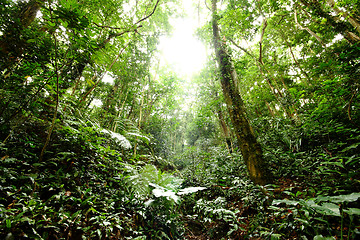 Image showing Forest tree autumn green background 