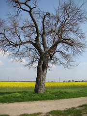 Image showing The mulberry tree