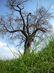 Image showing The mulberry tree