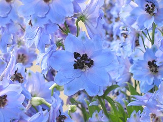 Image showing flower background,