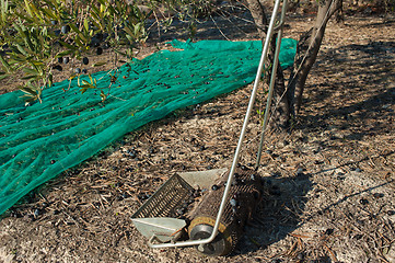 Image showing Olive harvest