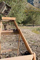 Image showing Olive harvest