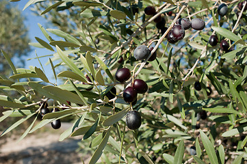 Image showing Olive tree