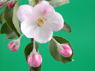 Image showing wild apple blossom