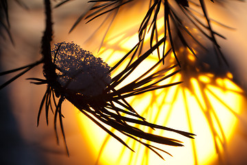 Image showing Pine needles covered with snow