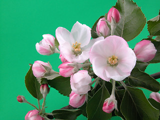 Image showing wild apple blossom