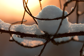 Image showing Branches covered with snow close-up