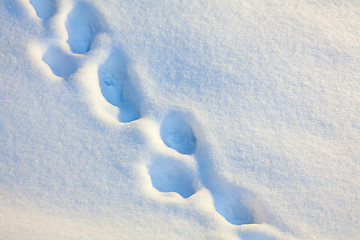 Image showing Footprints in the snow