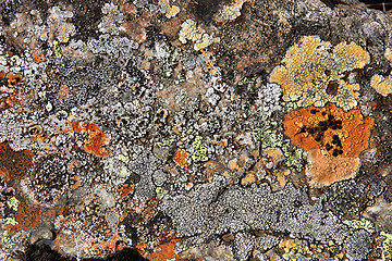 Image showing Lichen in Iceland