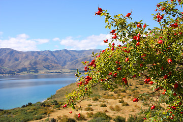 Image showing New Zealand