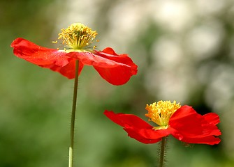 Image showing red poppies in garden