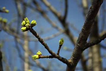 Image showing Green Buds