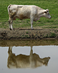 Image showing Cow