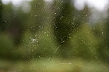 Image showing Spider web