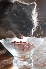 Image showing cat eating food