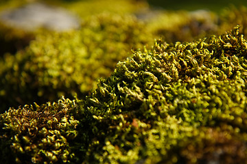 Image showing Vivid moss macro