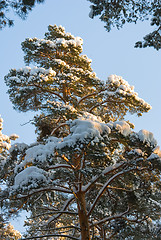 Image showing Snow On A Fur-tree