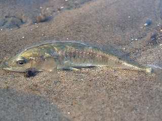 Image showing Dead Fish On The Beach
