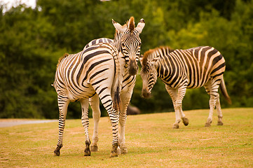 Image showing 3 zebras