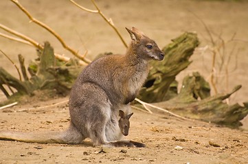 Image showing Bennet-wallabie